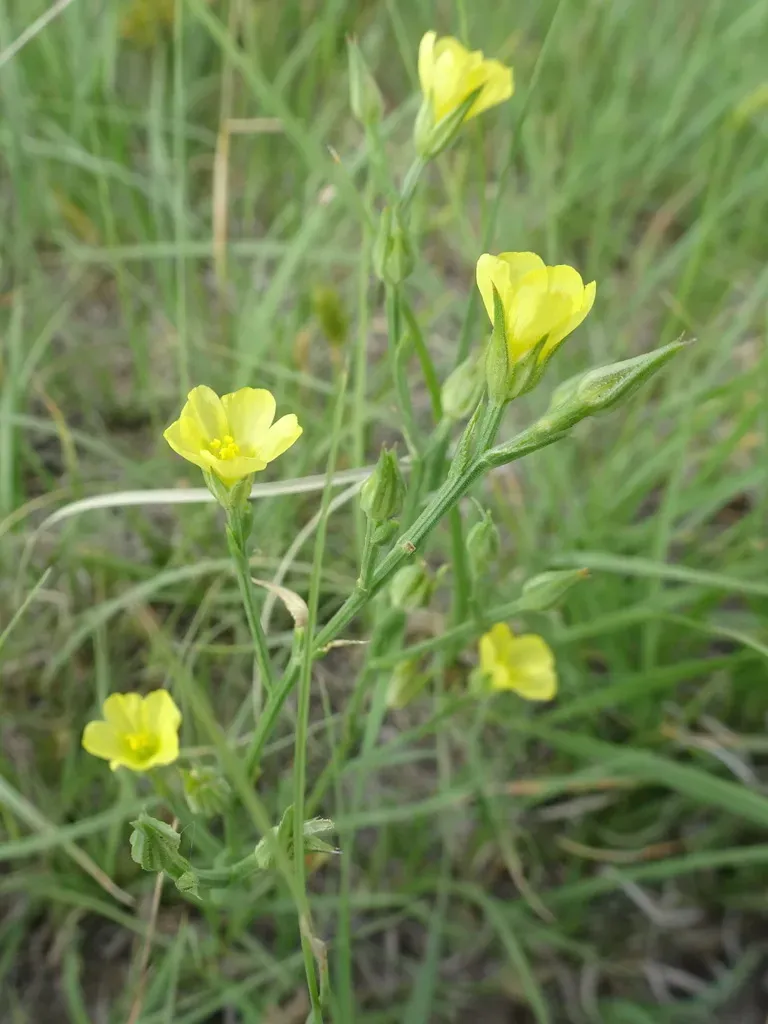 Grooved Yellow Flax