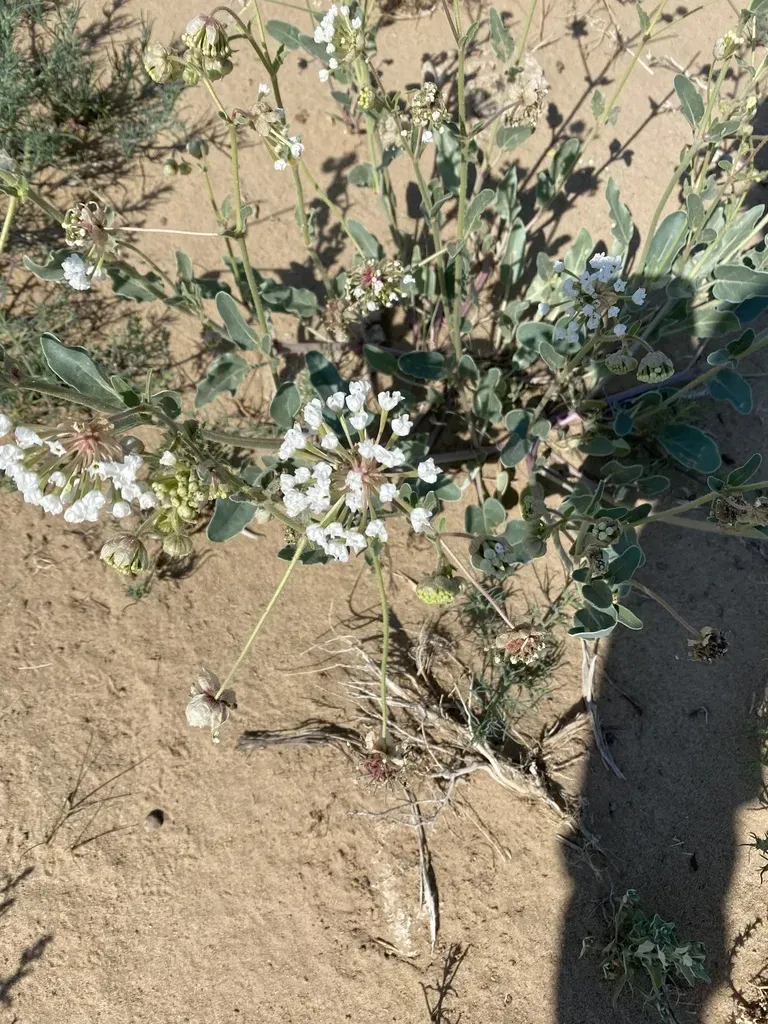 Fragrant Sand-verbena