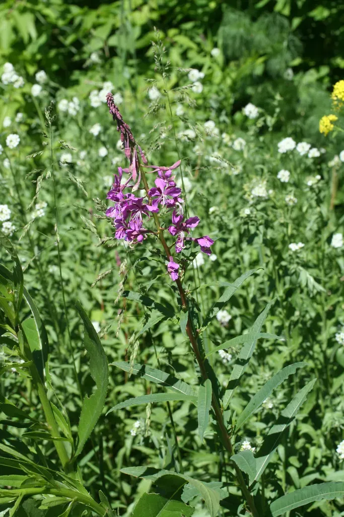 Fireweed