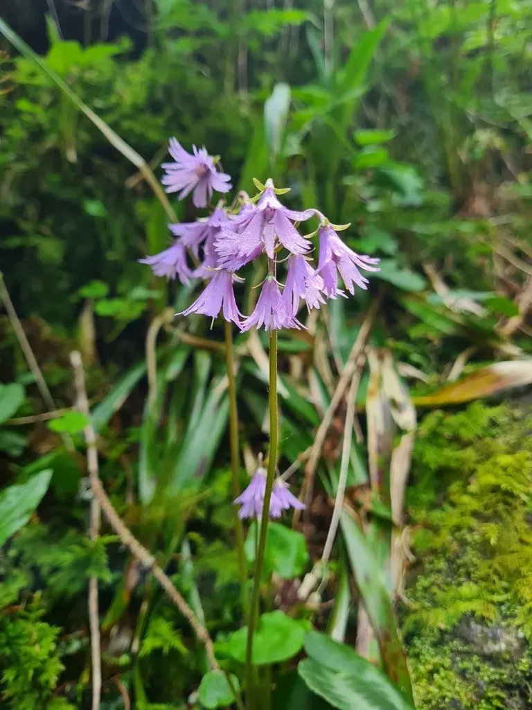 Soldanella Major