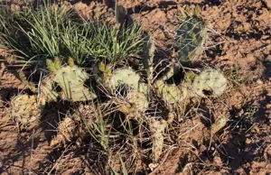 Brown-spine Prickly Pear