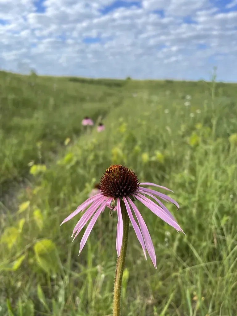 Ozark Coneflower