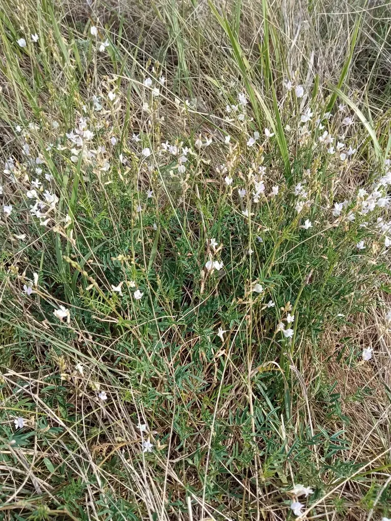 Astragalus Silvisteppaceus