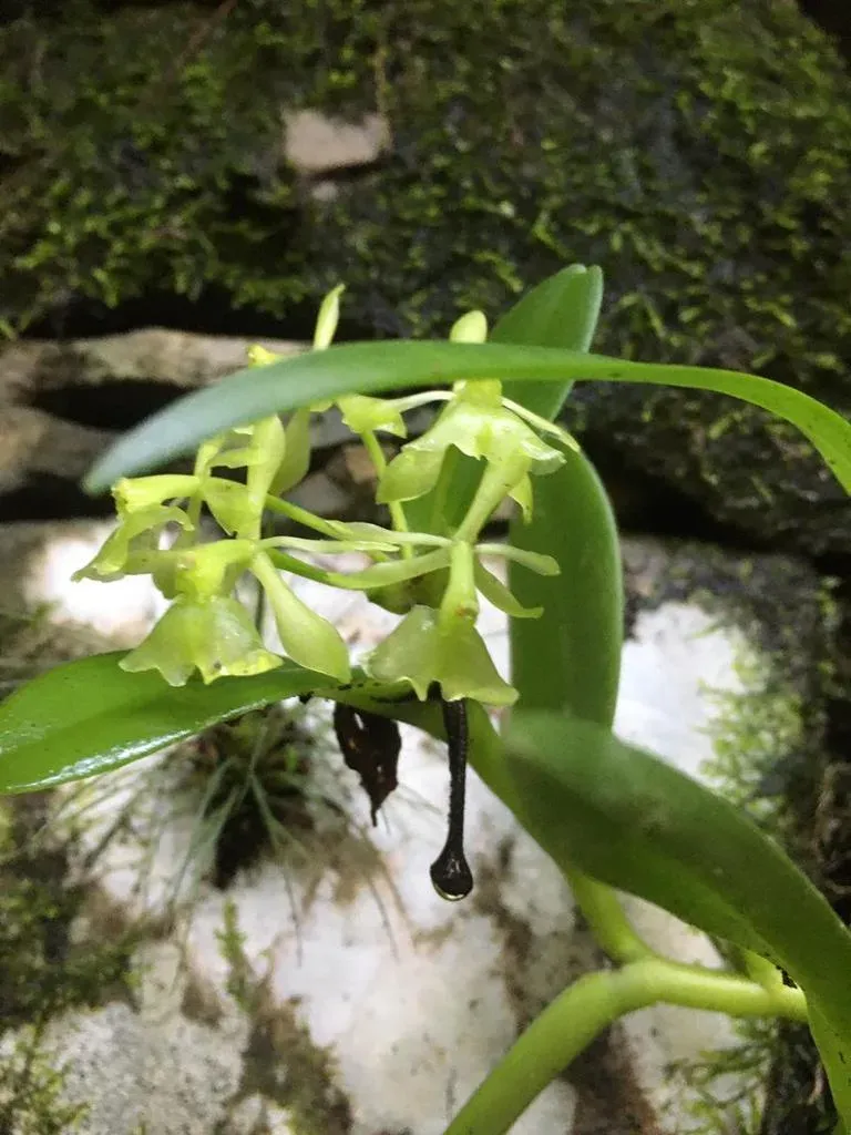 Epidendrum Chlorocorymbos