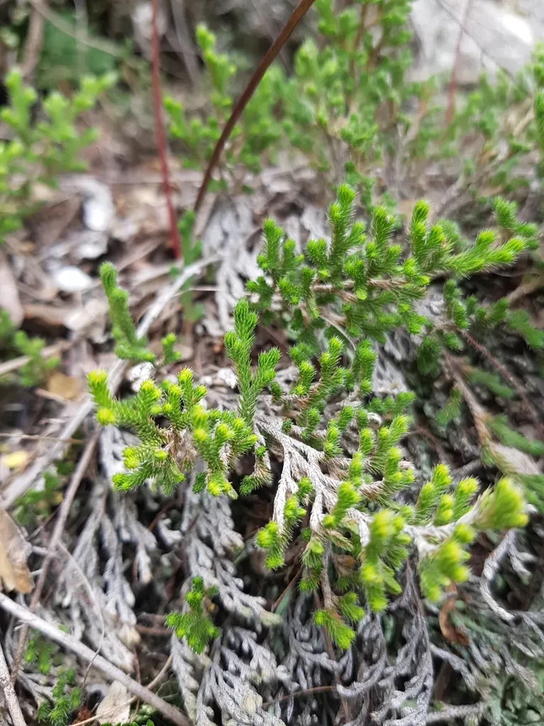Selaginella Sartorii