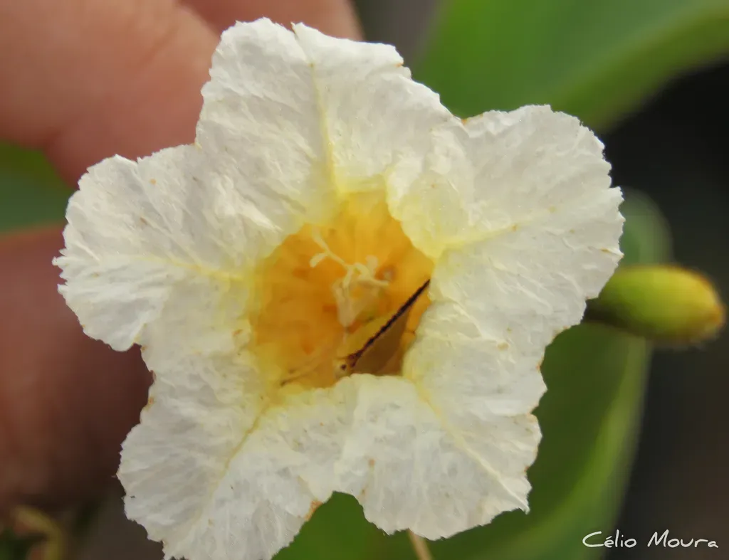 Cordia Rufescens