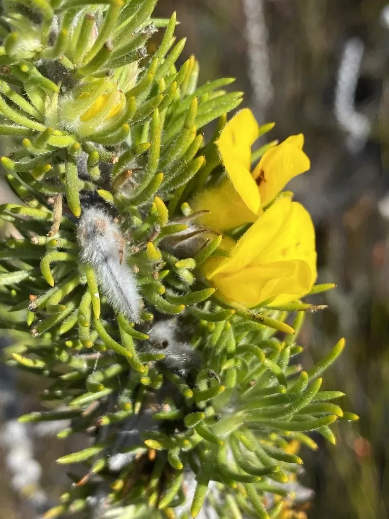 Soft Capegorse