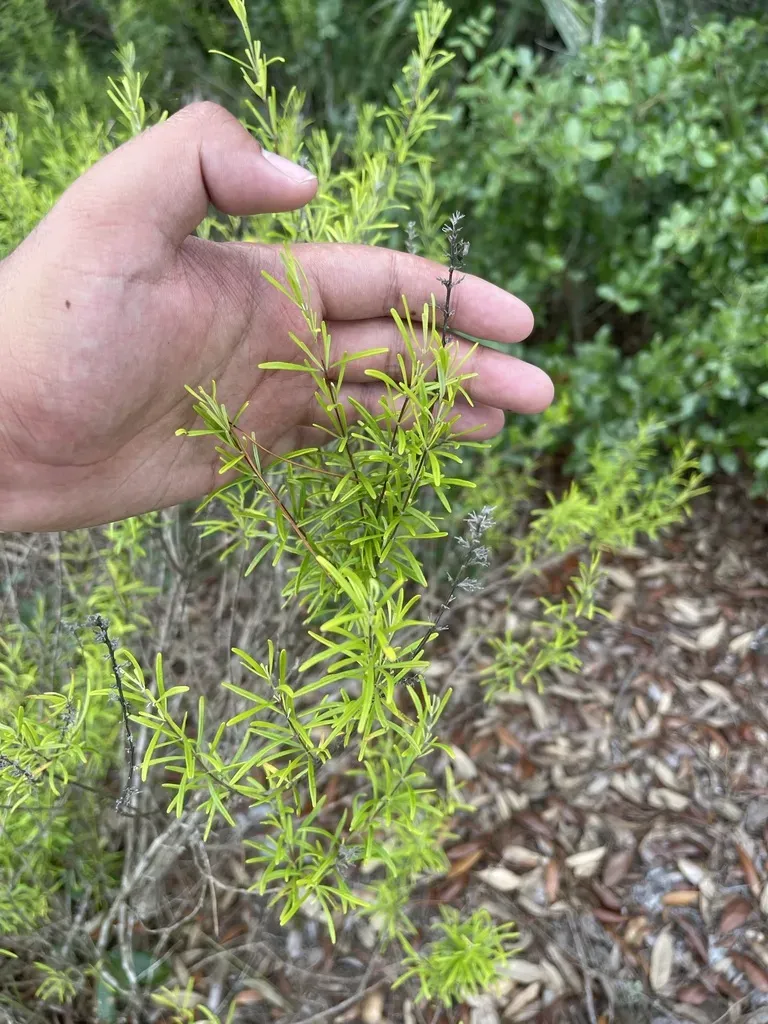 Largeflower False Rosemary