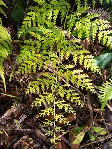 Arcangelisia Flava