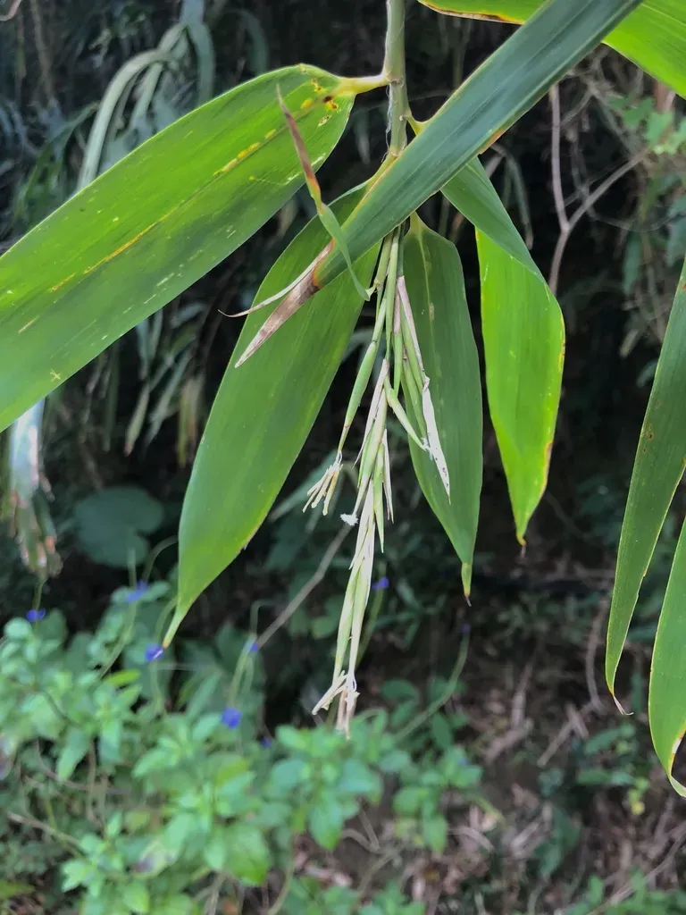 Schizostachyum Diffusum