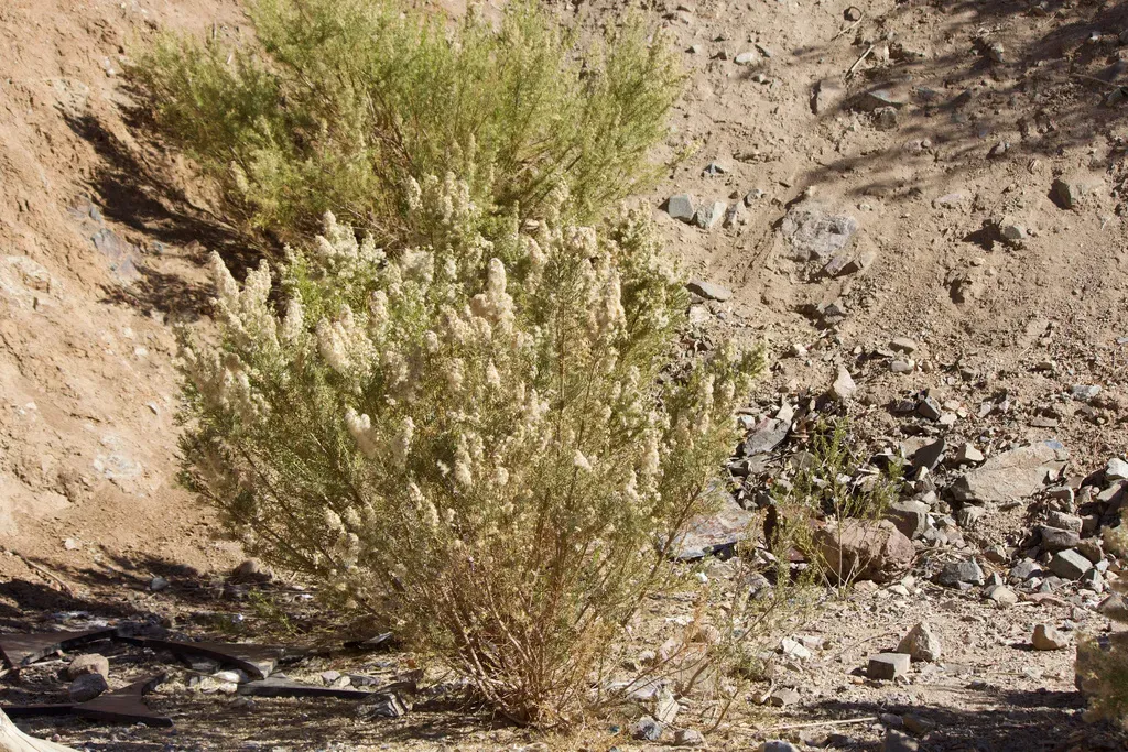 Chilean Little Rosemary