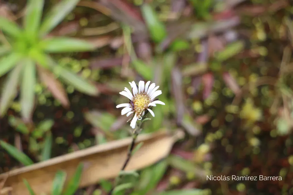 Oritrophium Peruvianum