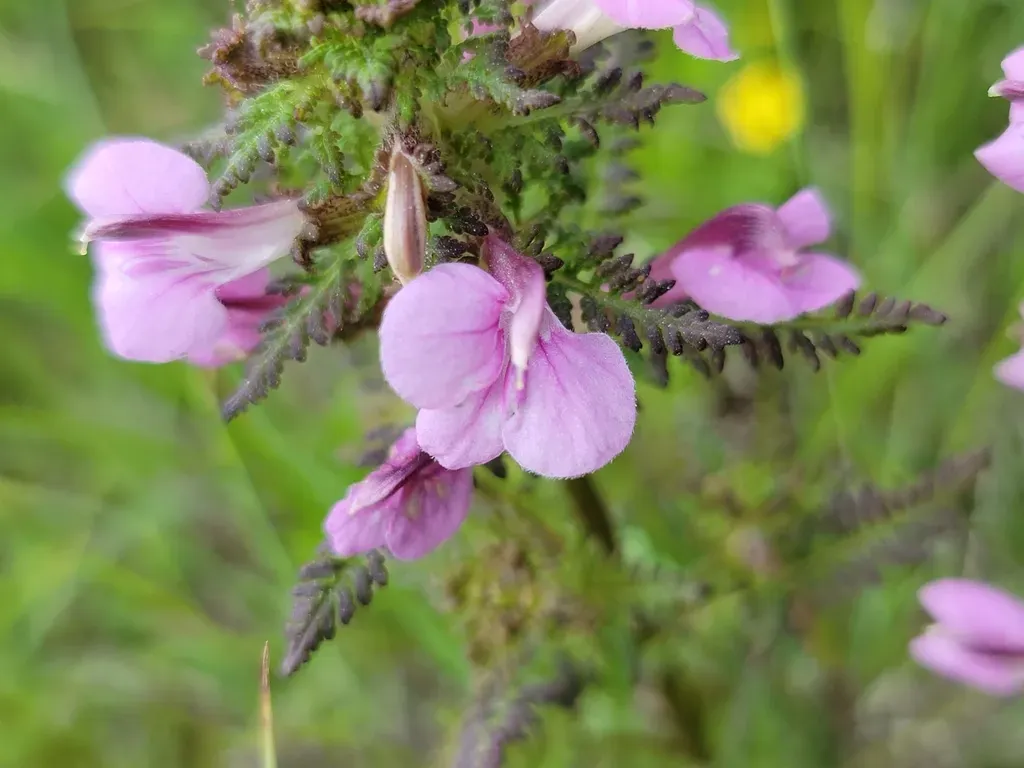 Marsh Lousewort