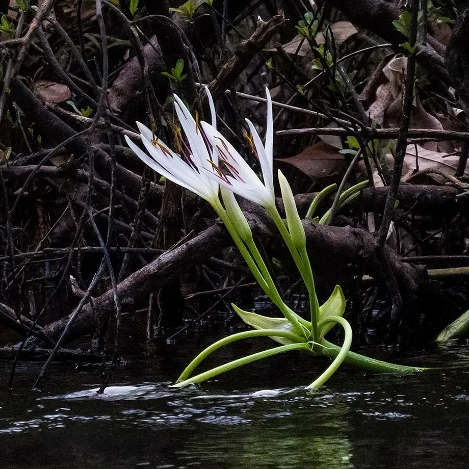 River Crinum Lily