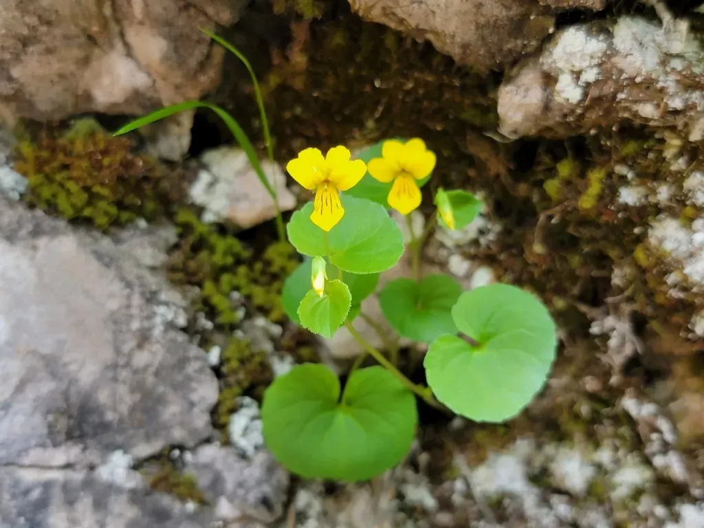 Two-flowered Violet