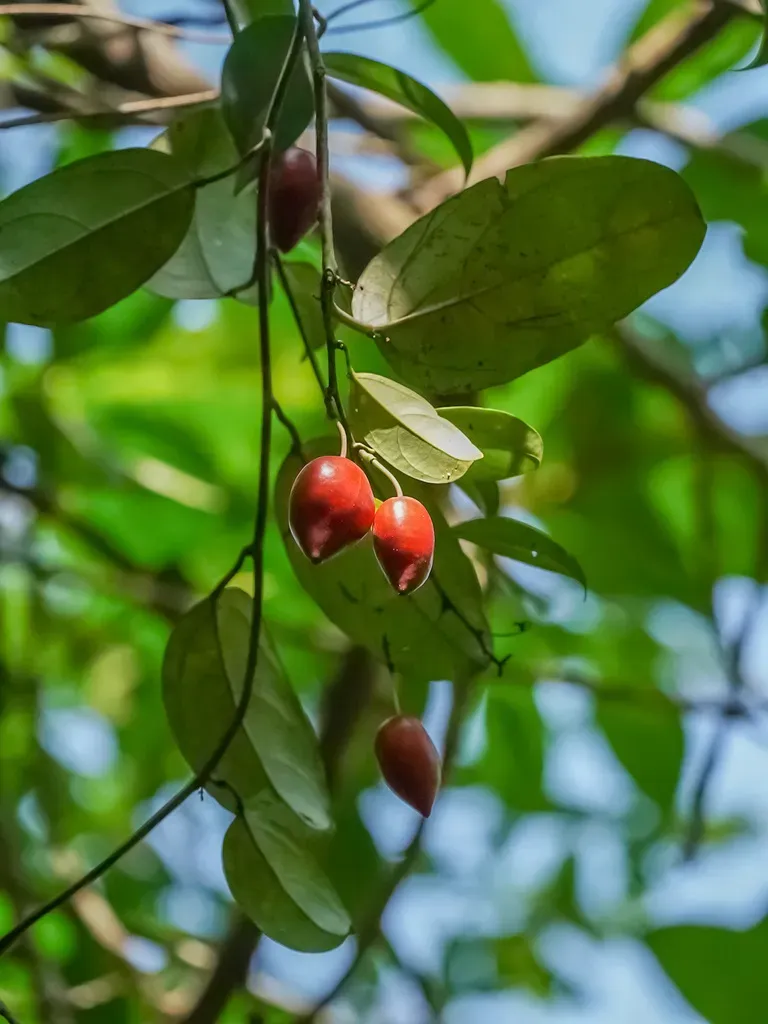 Adenia Macrophylla