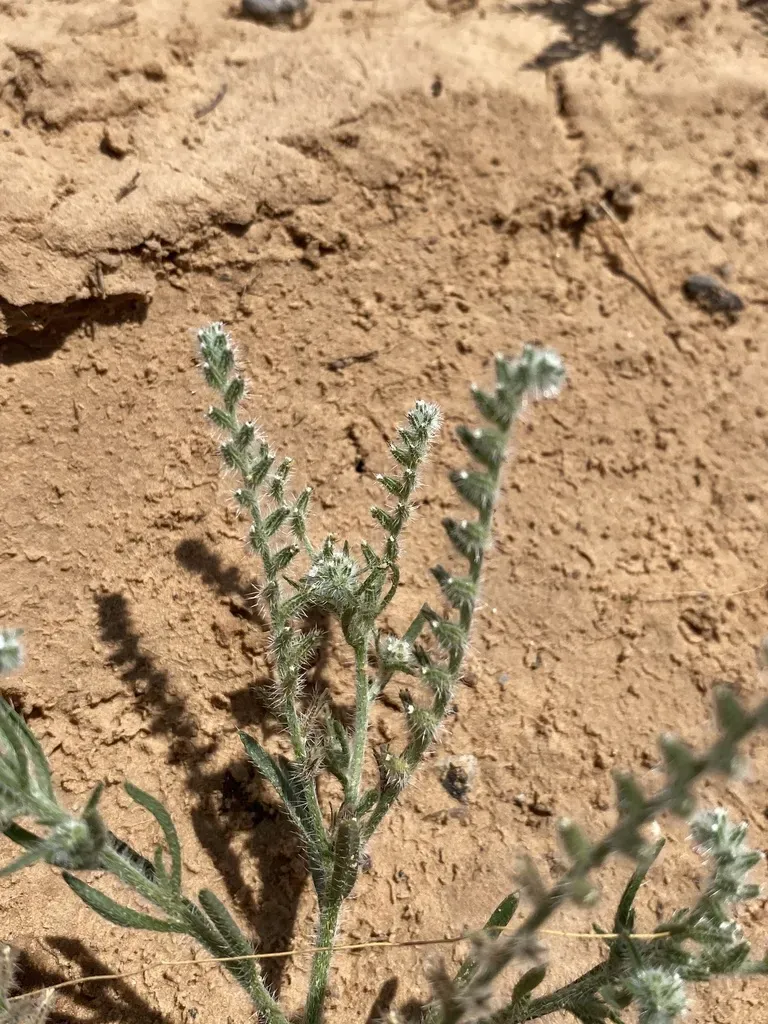 Sand Dune Cryptantha