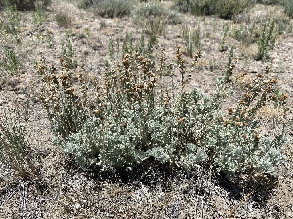 Owyhee Sagebrush