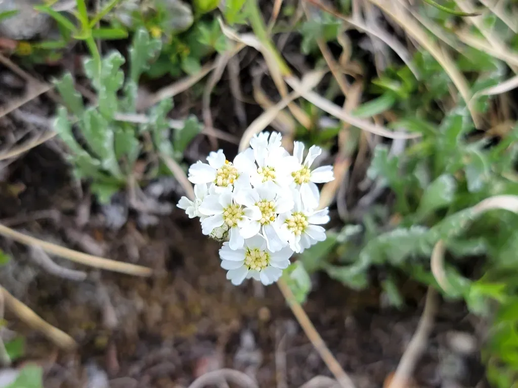 Silvery Yarrow