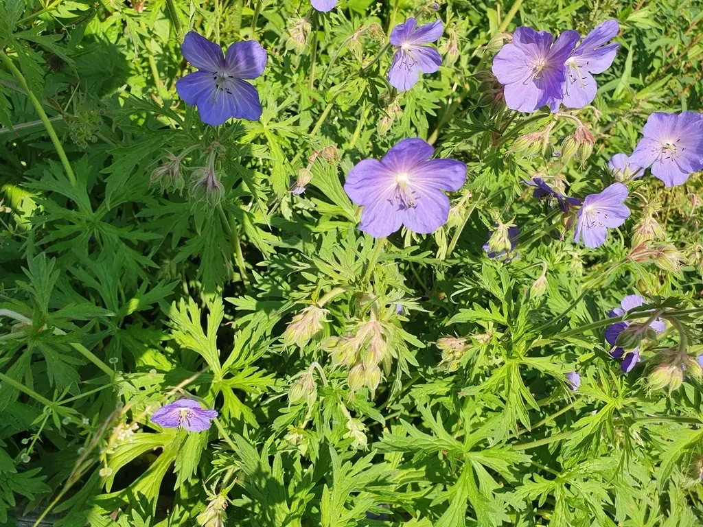 Meadow Cranesbill