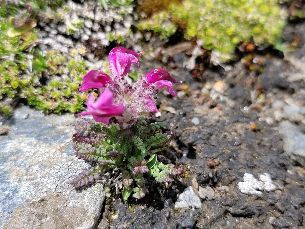 Pedicularis Asplenifolia