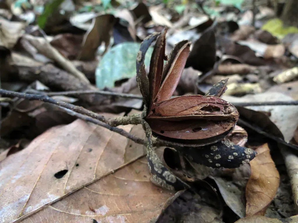 Phoradendron Tunaeforme