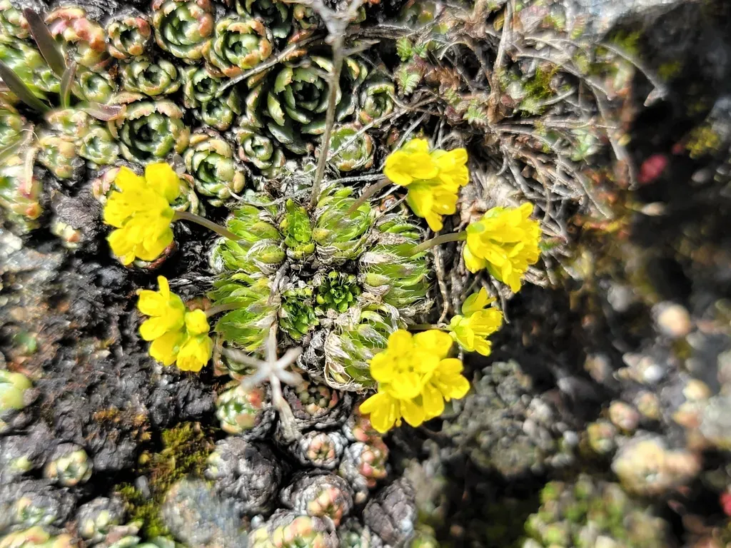 Yellow Whitlow Grass
