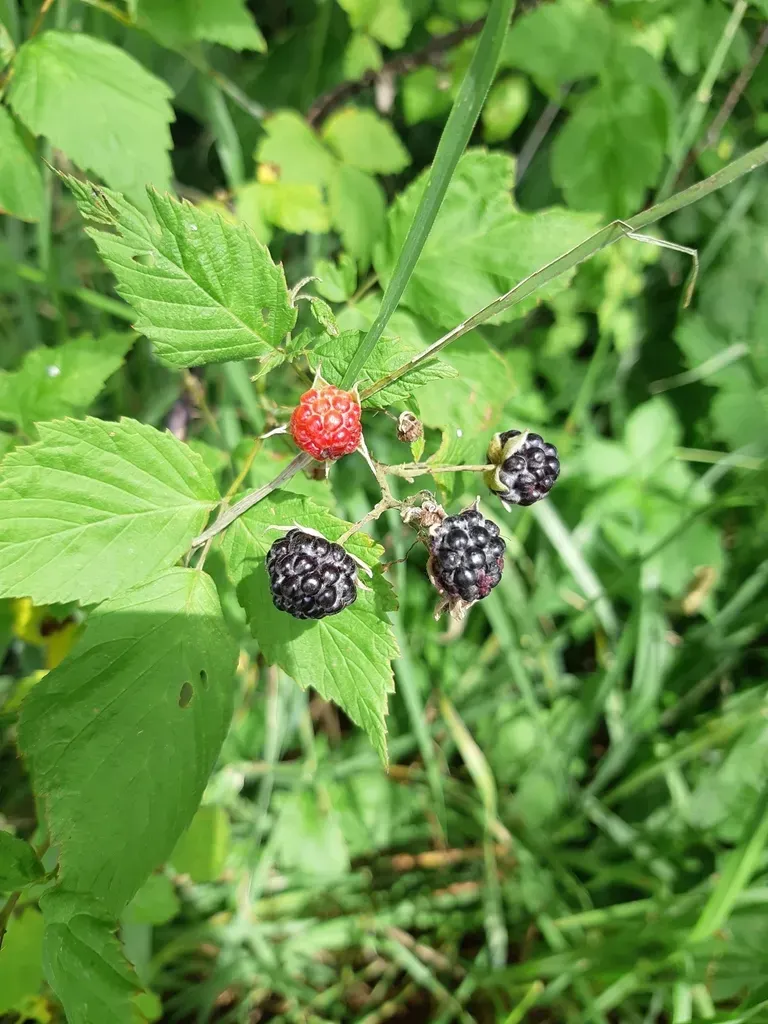 Black Raspberry