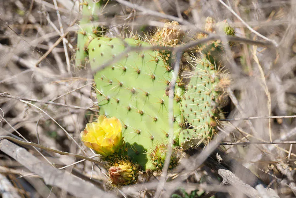 Chaparral Prickly Pear