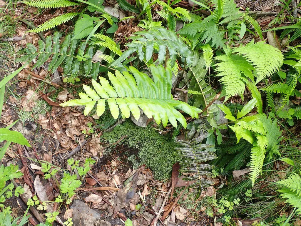 Chilean Hard Fern