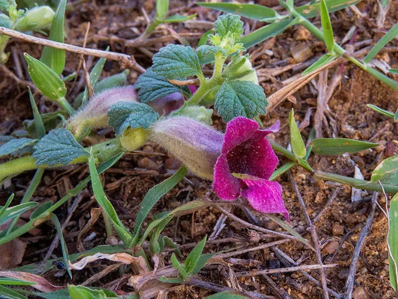 Indian Sesame Oil Plant