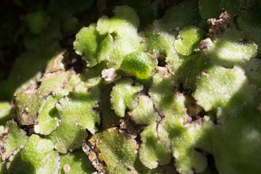 Hemisphaeric Liverwort