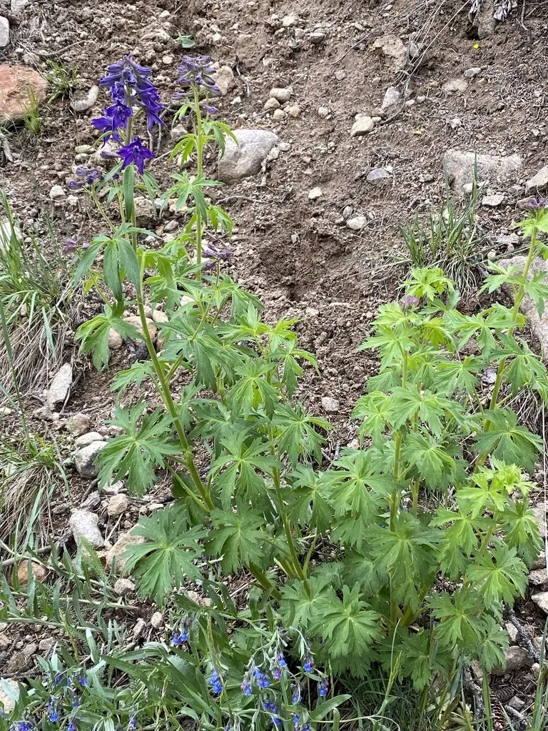 Subalpine Larkspur