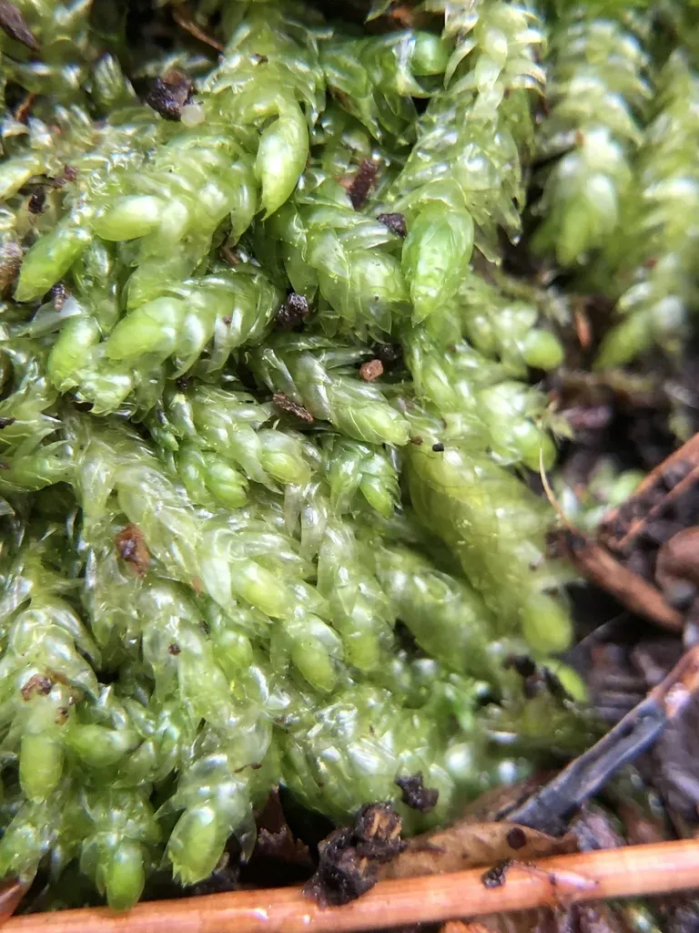 Plagiothecium Curvifolium