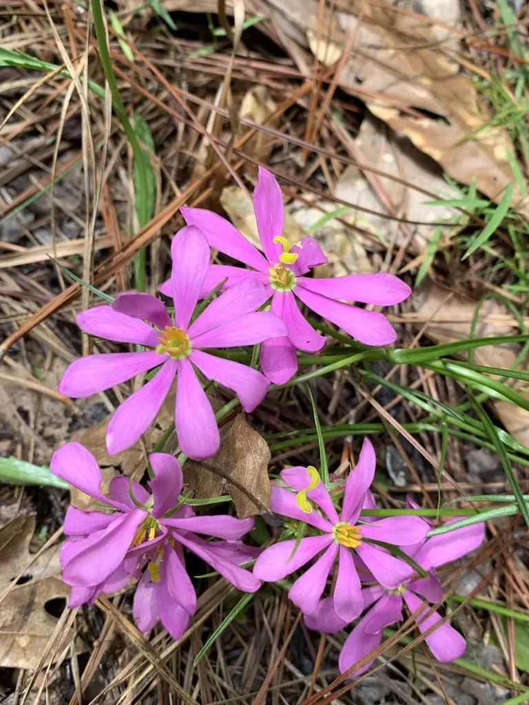 Pine-woods Rose Gentian
