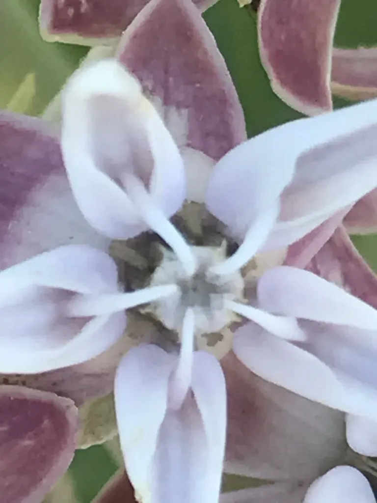 Showy Milkweed