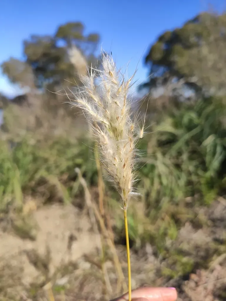 Silver Beard Grass