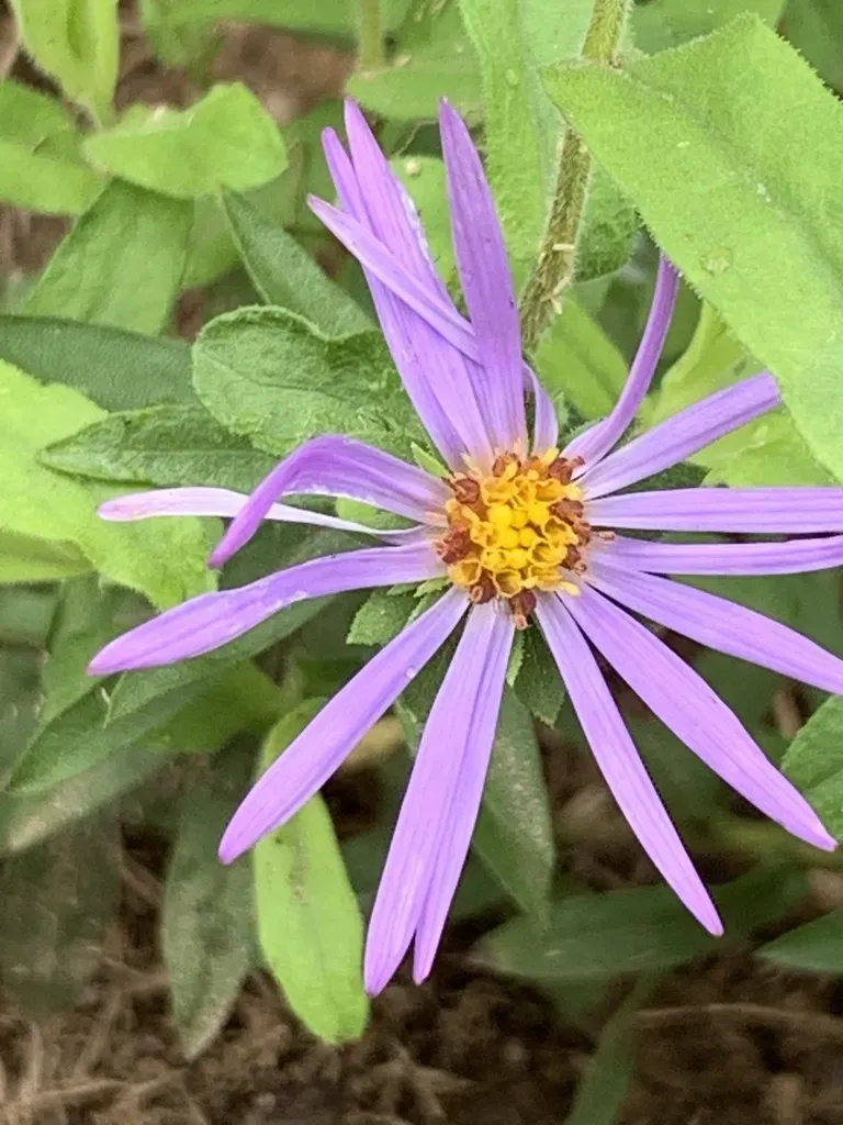 Aromatic Aster