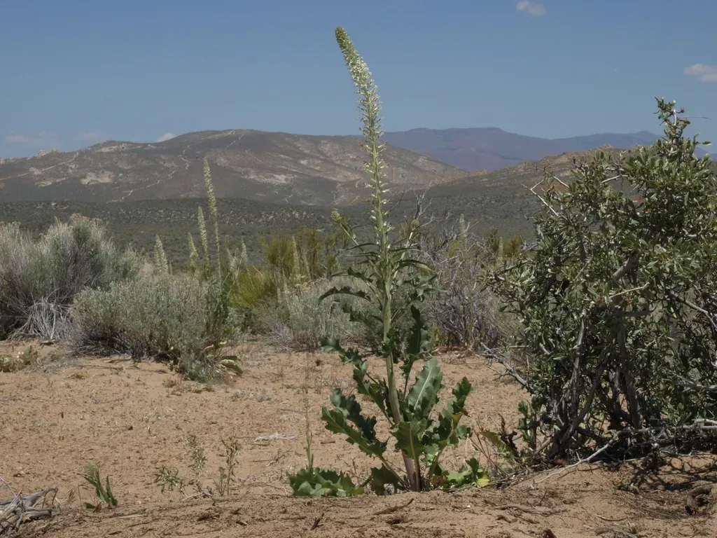 Many-flowered Thelypodium