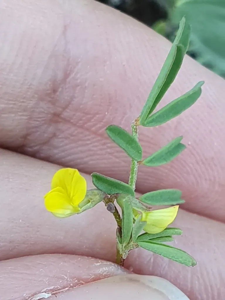 One-flowered Horseshoe-vetch