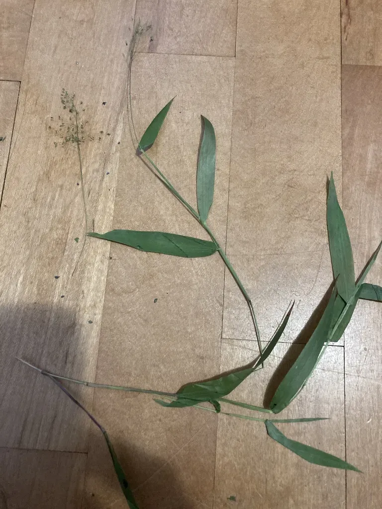 Hairy Rosette-panicgrass