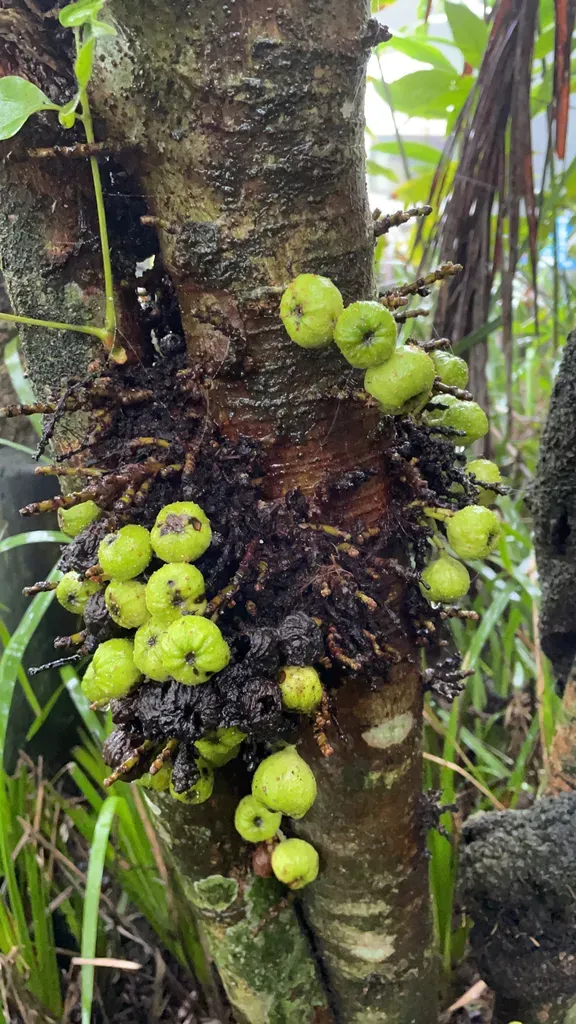 Hauili Fig Tree