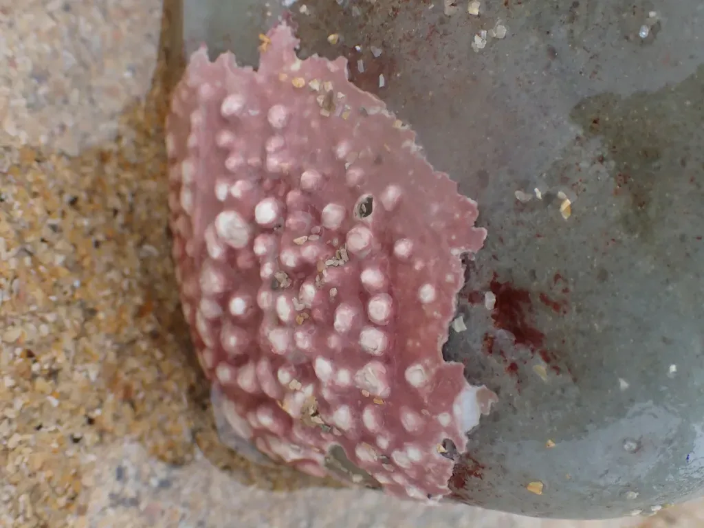 Boreolithothamnion Glaciale