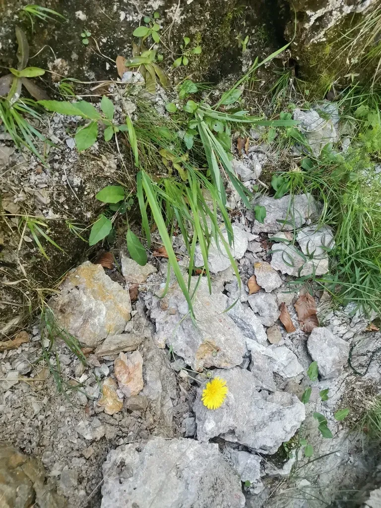 Hieracium Bupleuroides