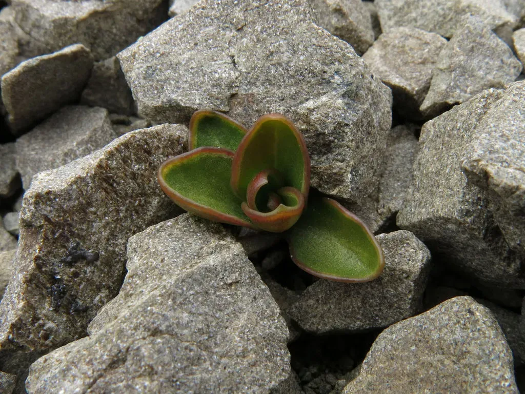 Wahlenbergia Cartilaginea
