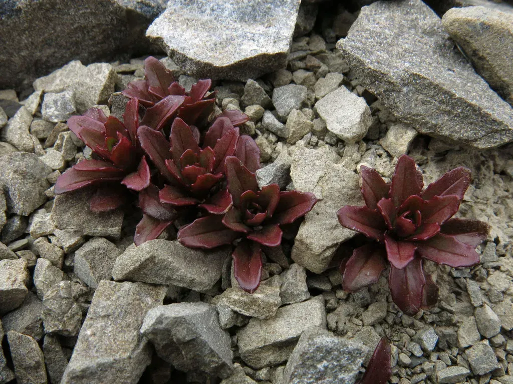 Scree Epilobium
