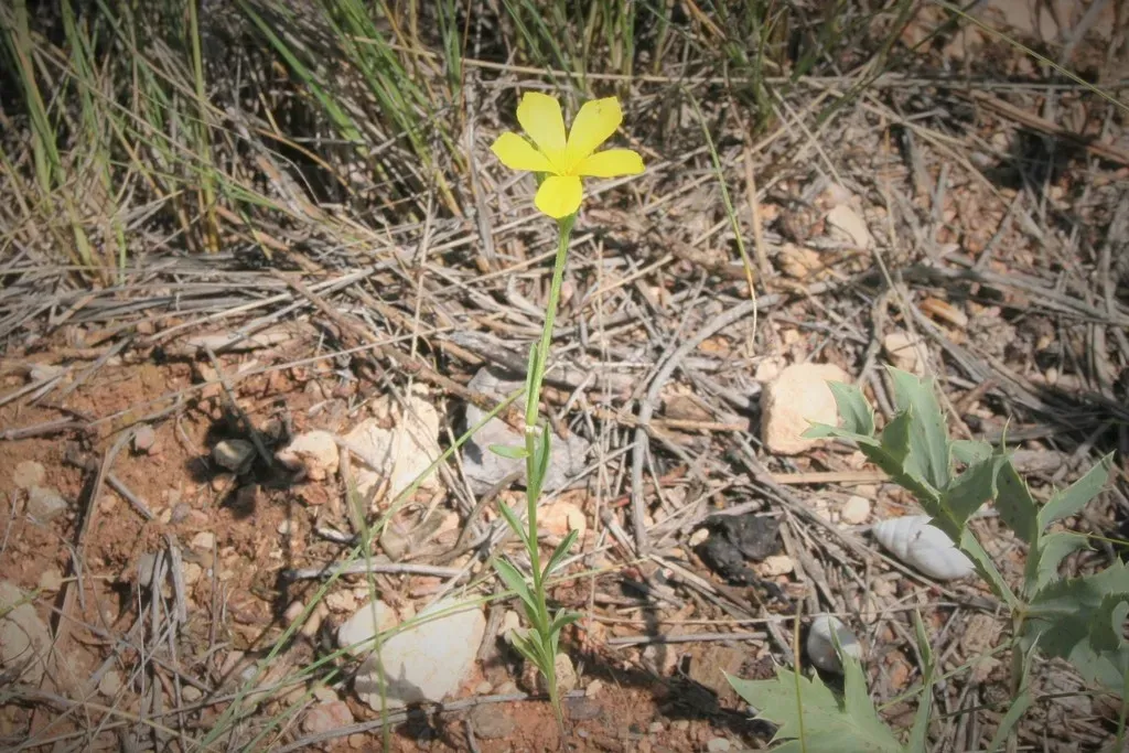 Linum Mucronatum