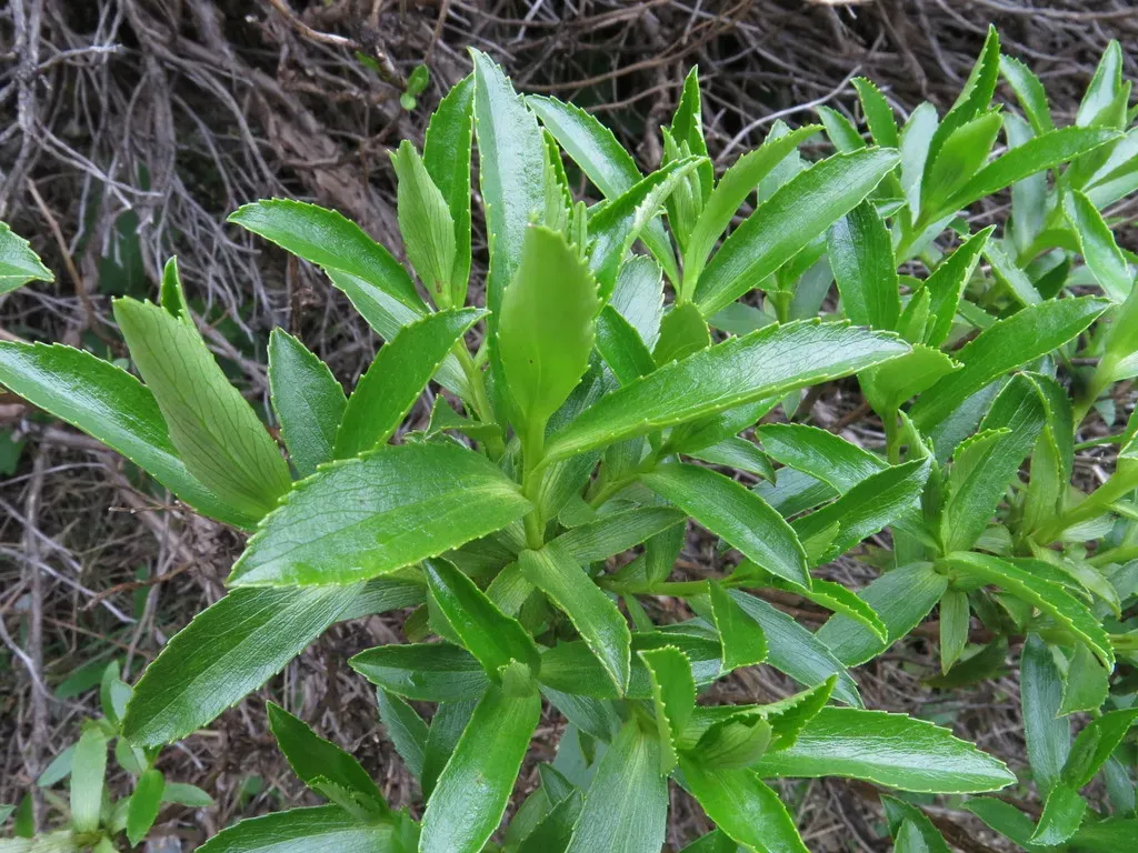 Traversia Baccharoides