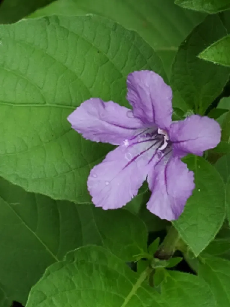 Drummond's Wild Petunia