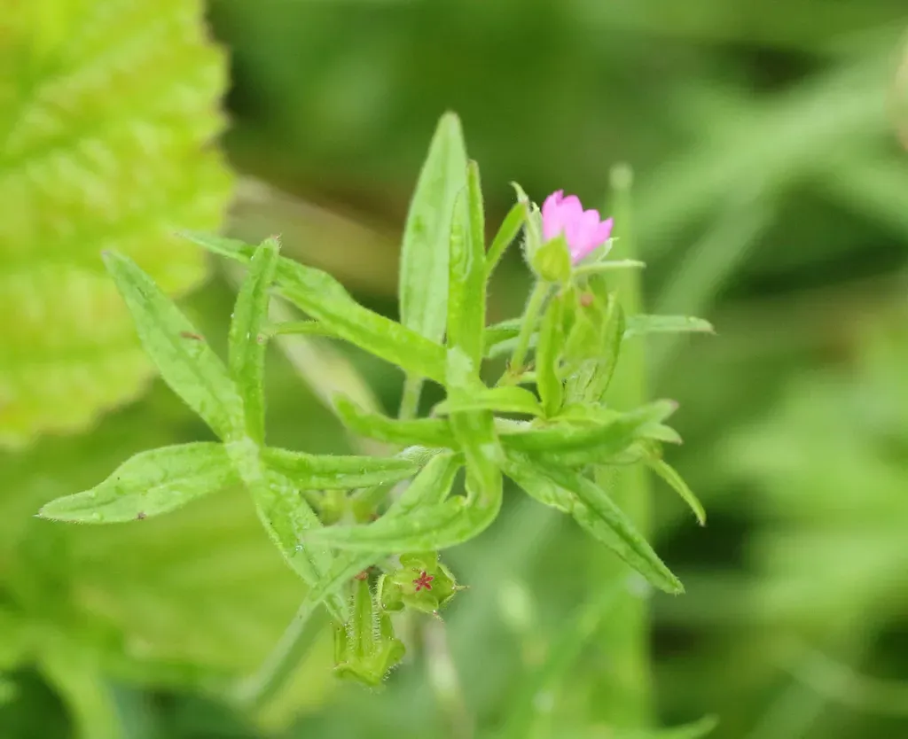 Cut-leaved Crane's-bill